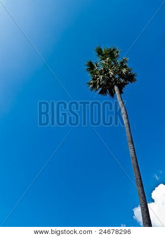 Şeker palmiye ağacı