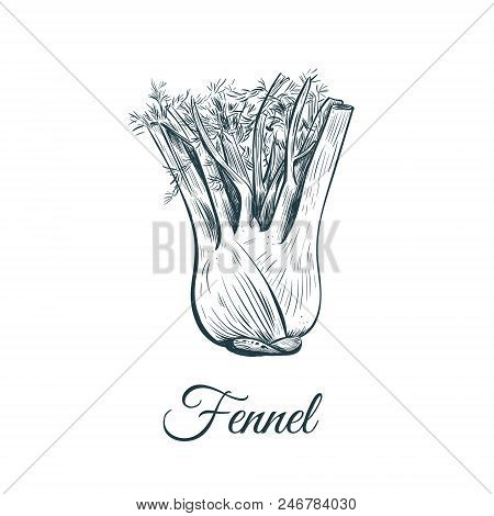 Fennel Sketch Illustration. Fennel Hand Drawing Vector