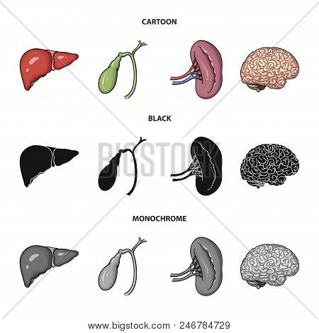 Liver, Gallbladder, Kidney, Brain. Human Organs Set Collection Icons In Cartoon, Black, Monochrome S