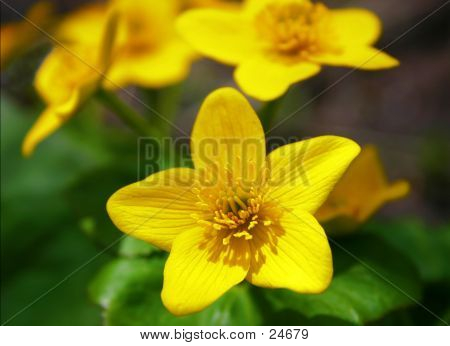 Gul vilde blomster