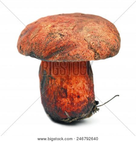 Boletus Rhodopurpureus Mushroom Isolated On White, Rare
