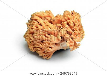 Ramaria Formosa Mushroom, Known As The Beautiful Clavaria, Handsome Clavaria, Yellow-tipped- Or Pink