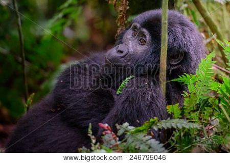 Mountain Gorilla In The Jungles Of Rwanda, Africa