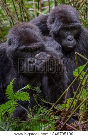 Mountain Gorilla In The Jungles Of Rwanda, Africa