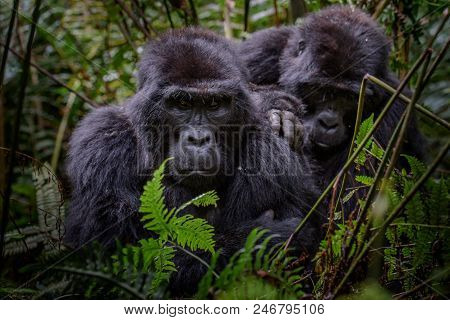 Mountain Gorilla In The Jungles Of Rwanda, Africa