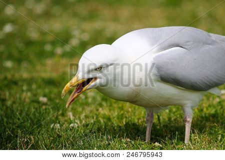 A Herring Gull Swallowing An Earth Worm