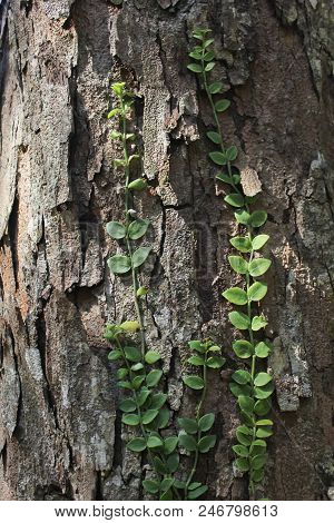 Bark Tree Texture Wood Nature, Trunk Brown Forest Old Oak Pattern Rough Plant Natural Abstract Pine 
