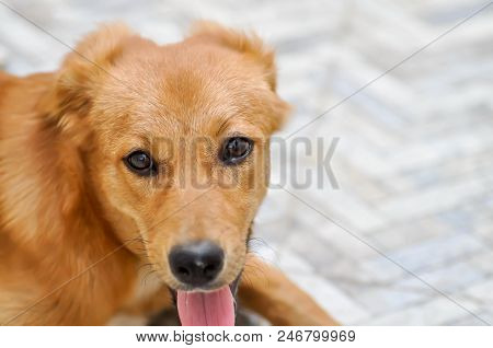 Brown Dog On The Floor Or Half Breed Dog