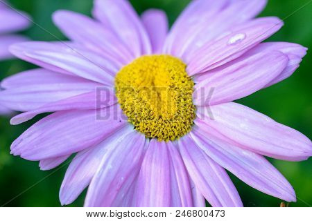 Tanacetum Coccineum (painted Daisy), Reader Rock Garden, Calgary, Alberta.