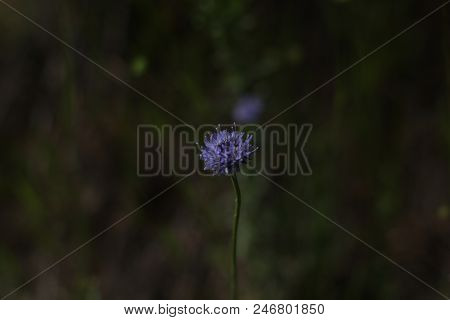Dark And Moody Purple Tulip In The Night - Low Light Photography