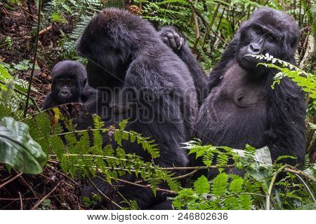 Mountain Gorilla In The Jungles Of Rwanda, Africa