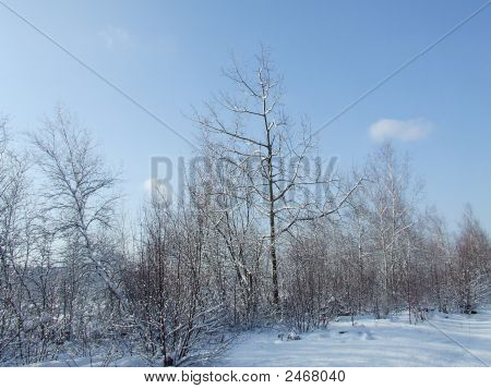 Festői hóval borított fák.