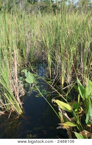 Эверглейдс