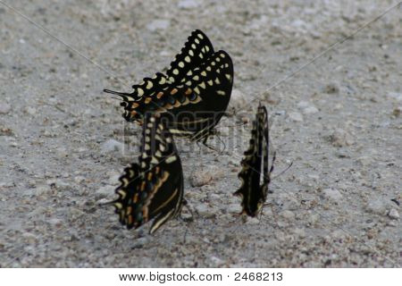 Бабочки кормления