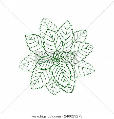 Vector Outline Mint, Engraving Green Lines, Ilustration Isolated On White Background.