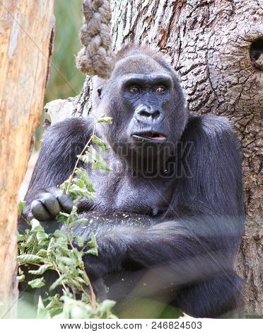 Portrait Of An Adult Gorilla With Mouth Open Resting Against A Tree