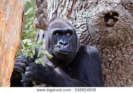 Western Lowland Gorilla Enjoying A Snack Of Leaves While Resting Against A Tree