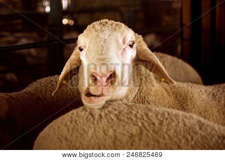 Funny Animal Portrait Of Sheep With Opened Mouth, Funny Face, Funny Animal.