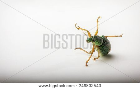 Iridescent Powdery Green Beetle - Nettle Weevil Phyllobius Pomaceus
