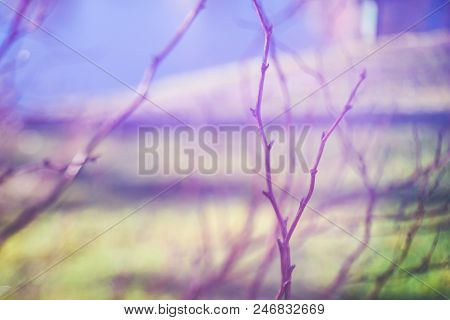 Bare Branches Against Blurry Nature Background In Free Lensing Technique With Light Leaks. Shallow D