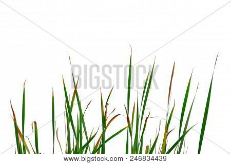 Reed Plant Leaves On White Isolated Background For Green Foliage Backdrop