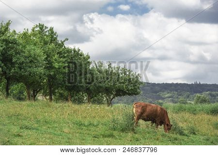 Brown Cow, Of The Murnau-werdenfels Cattle Breed, A Milk And Meat Breed From The South Part Of Germa