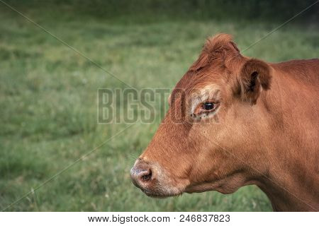 Portrait Of A Brown Cow Of The Murnau-werdenfels Cattle Breed, A Milk And Meat Breed, From Upper Bav