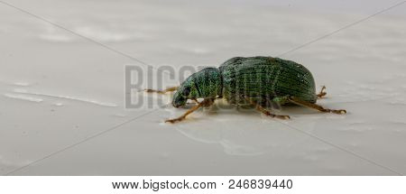 Iridescent Powdery Green Beetle - Nettle Weevil Phyllobius Pomaceus