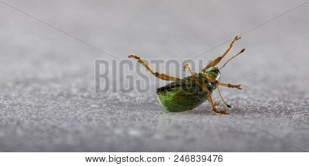 Iridescent Powdery Green Beetle - Nettle Weevil Phyllobius Pomaceus
