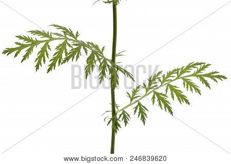 Leaf And Stem Of The Pyrethrum Flower, Isolated On White Background