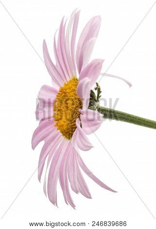 Flowers Of Pyrethrum, Isolated On White Background