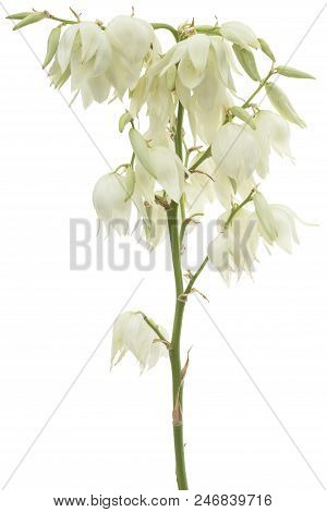Flower Of Yucca, Isolated On White Background