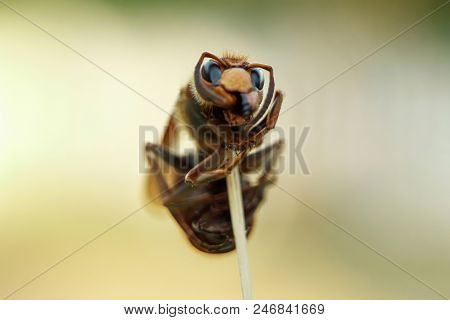 Adult Hornet On A Branch, Close-up, Closeup. Nature, Insects, Predators.