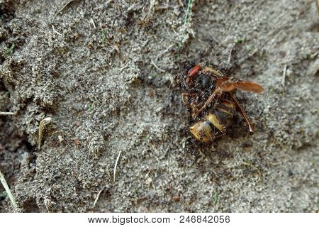 The Ants Attack The Hornet, The Ants Killed A Larger Insect. Group Work Of Ants.
