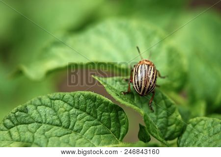 Colorado Beetle Eats A Potato Leaves Young. Pests Destroy A Crop In The Field. Parasites In Wildlife