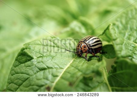 Colorado Beetle Eats A Potato Leaves Young. Pests Destroy A Crop In The Field. Parasites In Wildlife