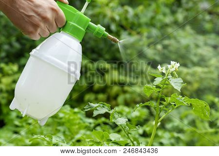 The Hand And The Scraper Are Close-up. Spraying Plants In The Garden And Vegetable Garden With A Pro