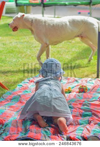 Little Girl Wants To Play With The Argentine Dog