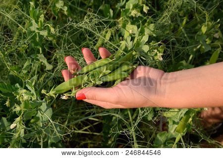 Green Peas. Pods Of Peas. Pea Field