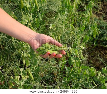 Green Peas. Pods Of Peas. Pea Field