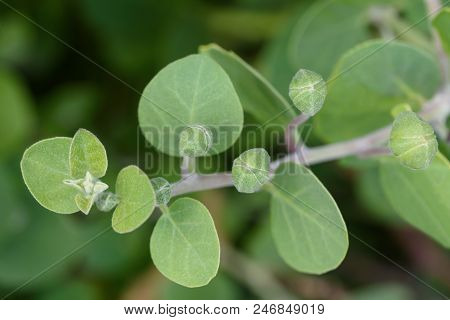 Capers Branch With Green Fruits And Leaves