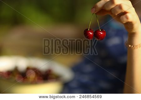 Sweet Cherry Merry In Human Hand With Teenager Girl On Background Close Up Summer Outdoor Photo