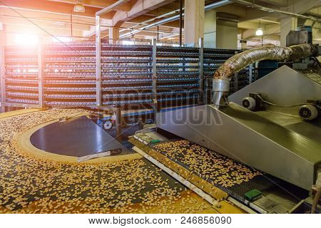 Automated Production Line Of Small Salt Cracker Cookies. Oven And Conveyor Line Machine.
