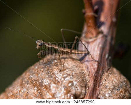 The Left Side View If A Newly Hatched Praying Mantis Standing On The Top Of His Foamy Light Brown Ne