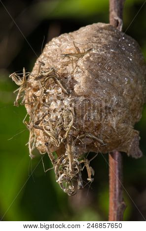 Side View Of A Hatching Praying Mantis Nest With The Young Insects Clinging To Each Other In A Jumbl