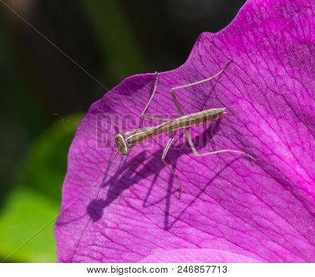 A Newly Hatched Praying Mantis On A Pink Flower Petal. The Shadow Of The Juvenile Insect Is Cast To 