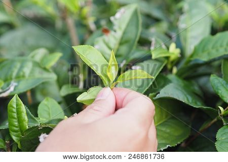 Green Tea Picker Close Up To Tea Leaf