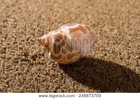 A Side View Conch Shell On Sand