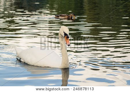 Graceful White Swan.large White Swan With Two Little Ducks In Background