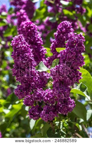 Lilac Bushes Closeup In The Garden. Flowers Growing Stright, Nice Flowers For A Bouquet